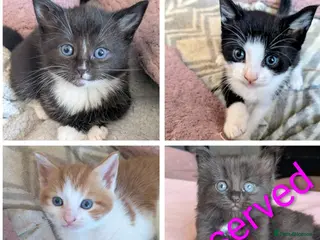 Mixed Breed cats 4 beautiful kittens up for adoption - Advert 1