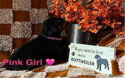 Rottweiler dogs for sale: The best of the best Rottweilers  - Image 22