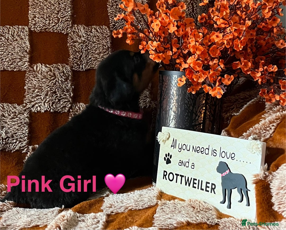 Rottweiler dogs for sale: The best of the best Rottweilers  - Image 22