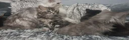 Mixed Breed cats for sale: Ragdoll x maine Coon kittens in Telford - Advert 12