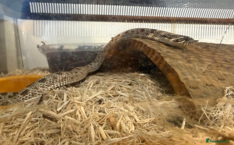 Snake reptiles - Advert 1