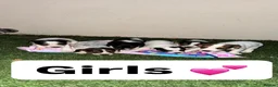 Jack Russell dogs for sale: jack Russell puppys 4💙. 6🩷 - Advert 3