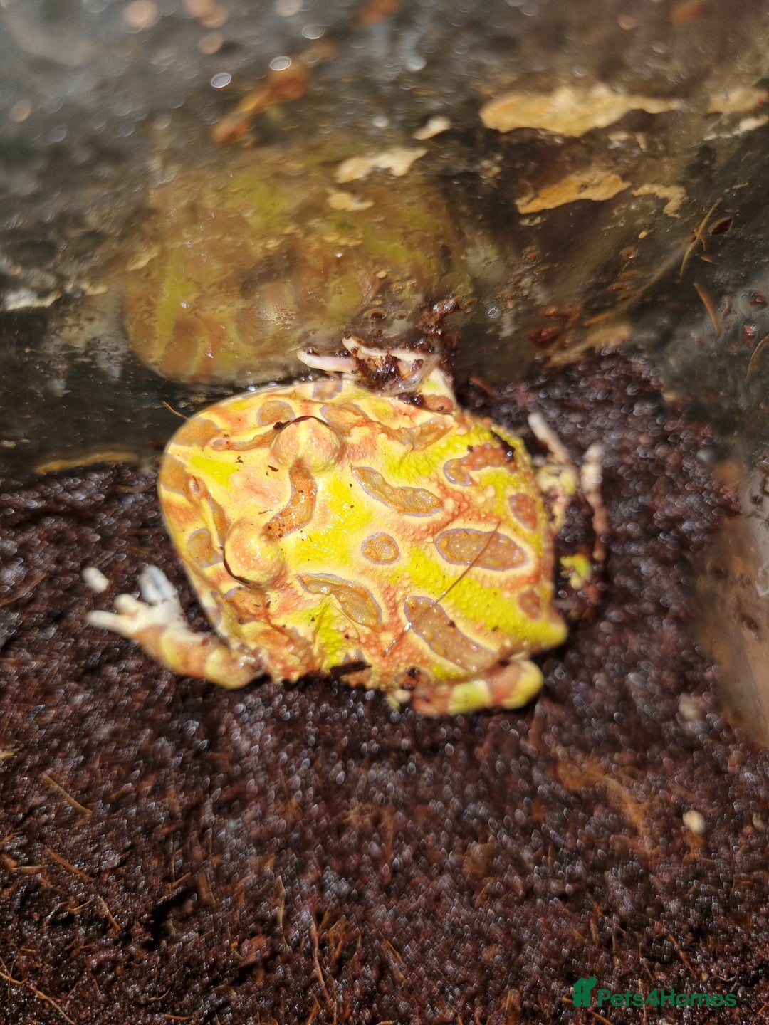 Frog reptiles for sale: Albino horned frog  - Advert 1