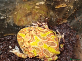 Frog reptiles Albino horned frog - Advert 1