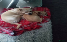 Mixed Breed dogs for sale: Chihuahua cross female - Image 3