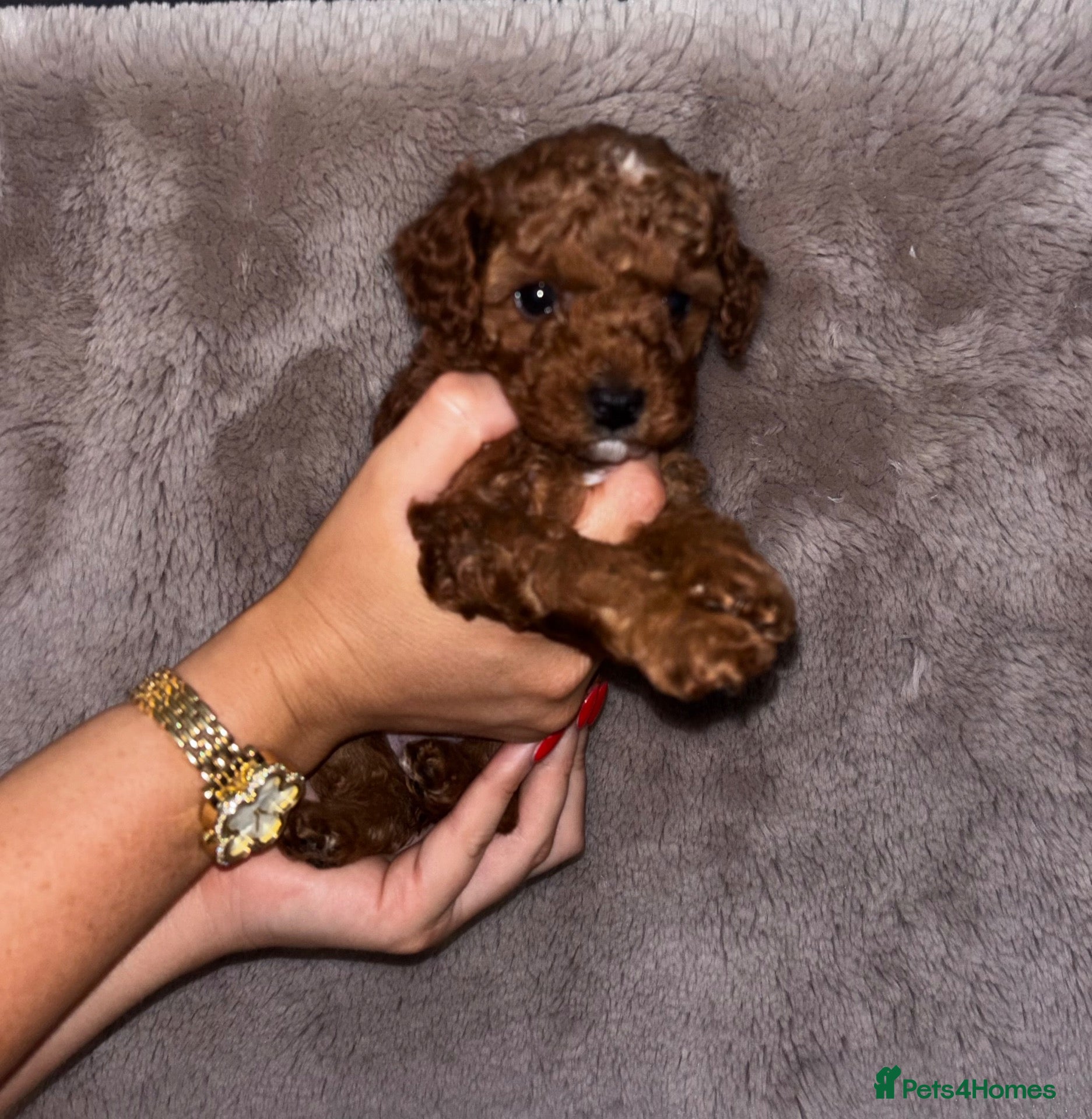 Cockapoo dogs ❤️TOY DEEP RED COCKAPOOS❤️  - Advert 1