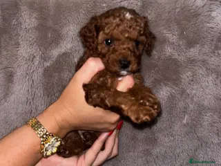 Cockapoo dogs ❤️TOY DEEP RED COCKAPOOS❤️ - Advert 4