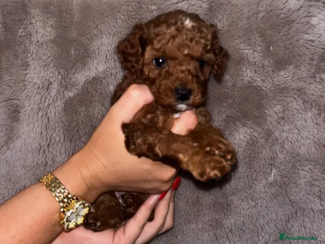 Cockapoo dogs ❤️TOY DEEP RED COCKAPOOS❤️ - Advert 18