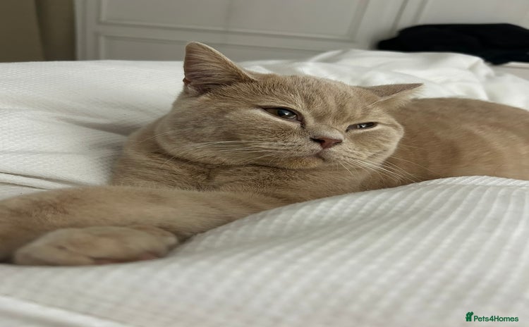 British Shorthair cats - Advert 1