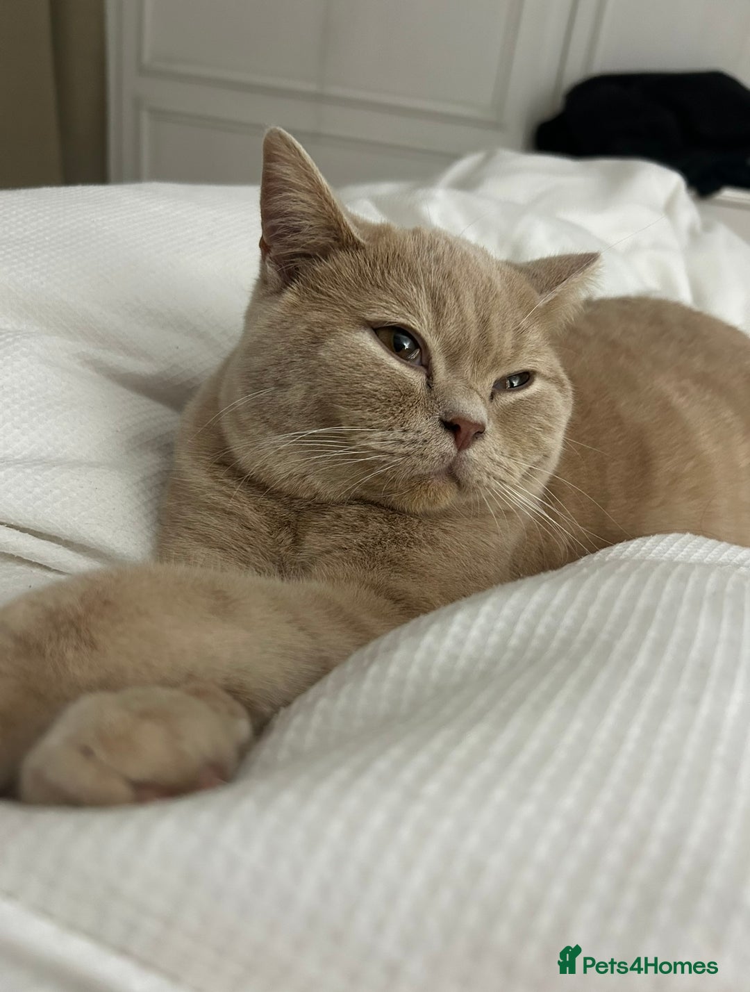 British Shorthair cats for sale: Cream British Shorthair - Image 1