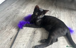 Bengal cats for sale: Two adorable Blue/Melanistic Bengal Kittens TICA  in Benfleet - Image 21
