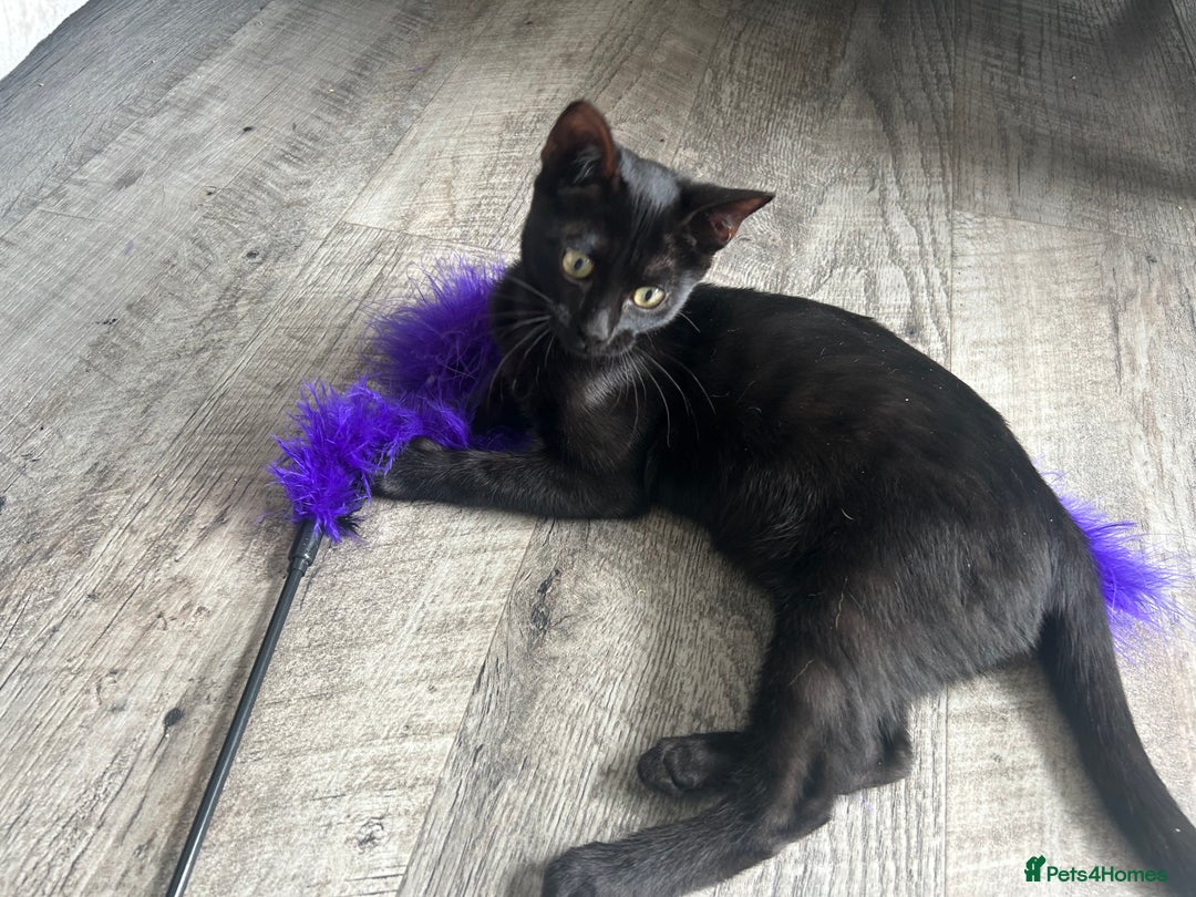 Bengal cats for sale: Two adorable Blue/Melanistic Bengal Kittens TICA  in Benfleet - Image 21