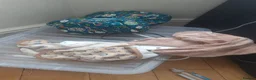 Guinea Pig rodents for sale: 2 Lunkarya guineas with cage and accessories  - Advert 25