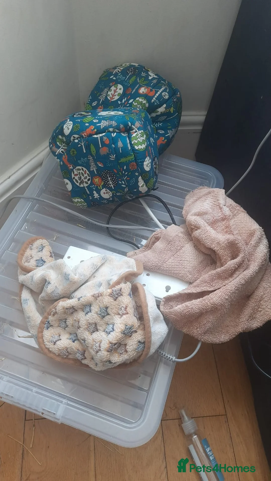 Guinea Pig rodents for sale: 2 Lunkarya guineas with cage and accessories  - Advert 25
