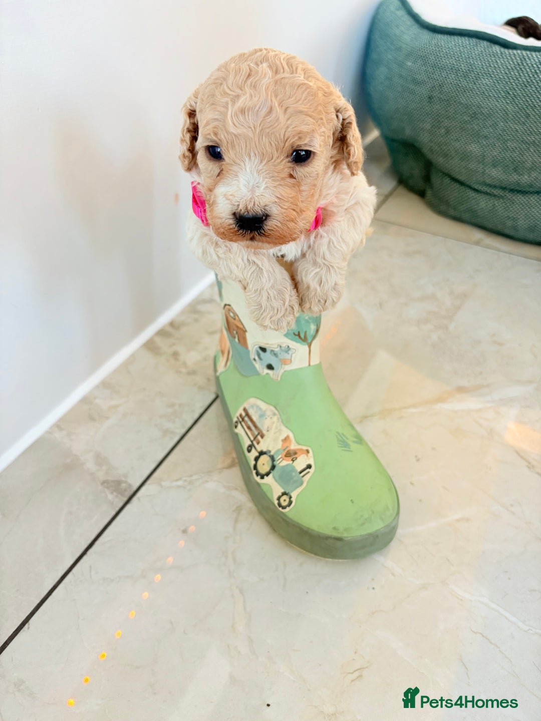 Cockapoo dogs for sale: F1B cockapoo puppies  - Advert 12