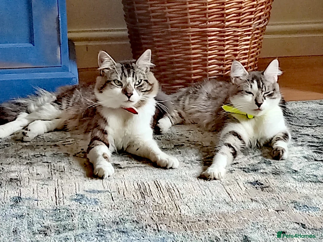 Mixed Breed cats for sale: Gorgeous kittens for sale!!!  - Advert 1