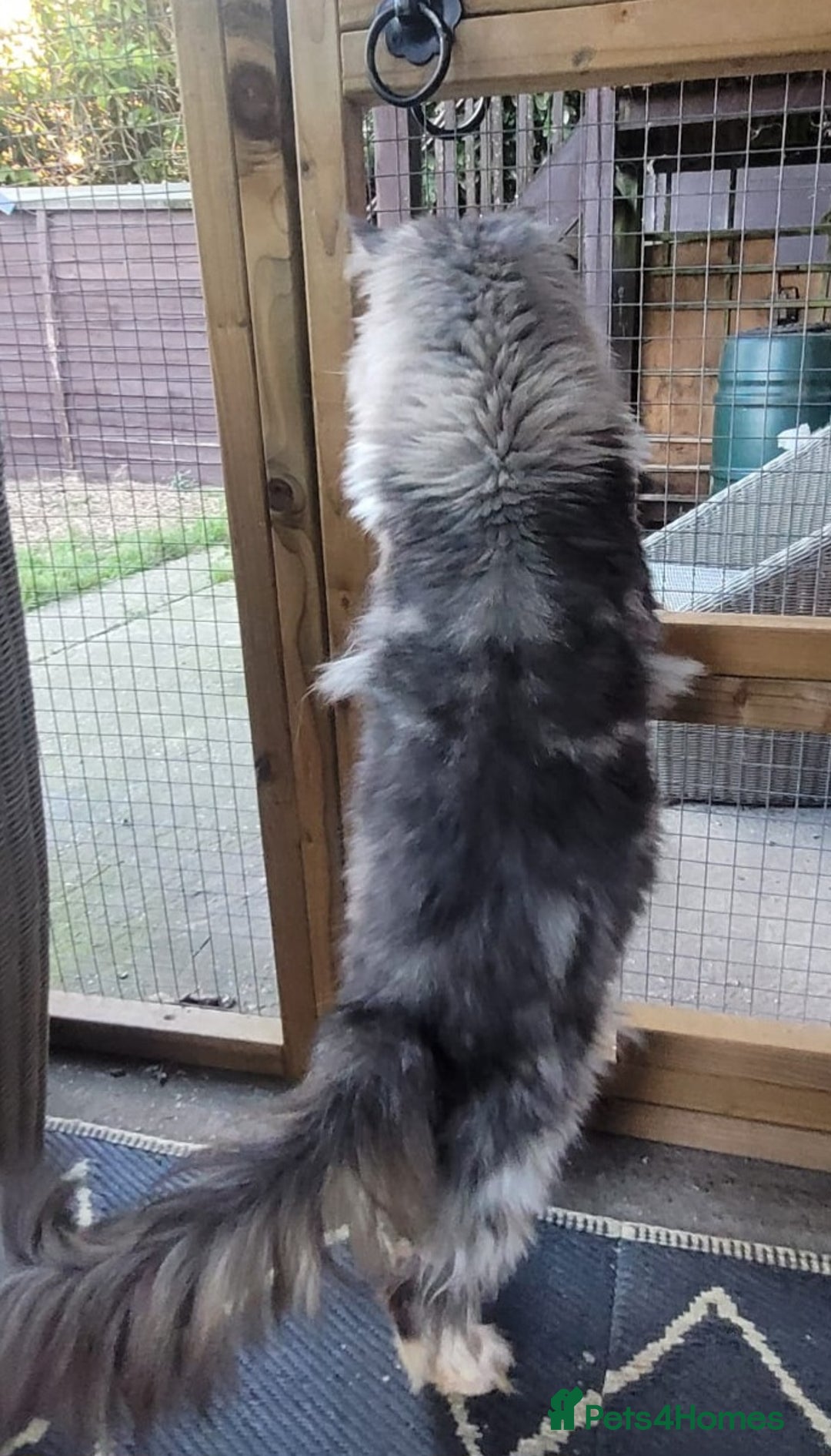 Maine Coon cats for sale: Absolutely huge boy GCCF active reg for sale - Advert 3