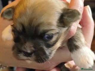Lhasa Apso dogs KC REG LHASA APSO PUP(ONLY RED BOY NOW AVAILABLE) - Advert 15