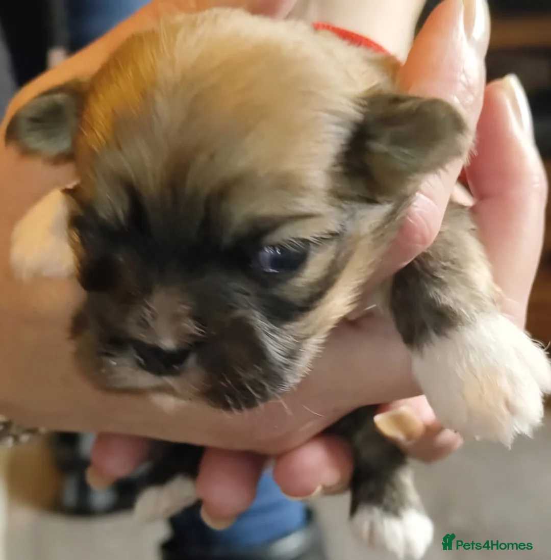 Lhasa Apso dogs for sale: KC REG LHASA APSO PUPS(1 boy left  pale blue) - Advert 11