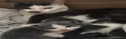 Domestic Shorthair cats for sale: 3 perfect moggys - Advert 4