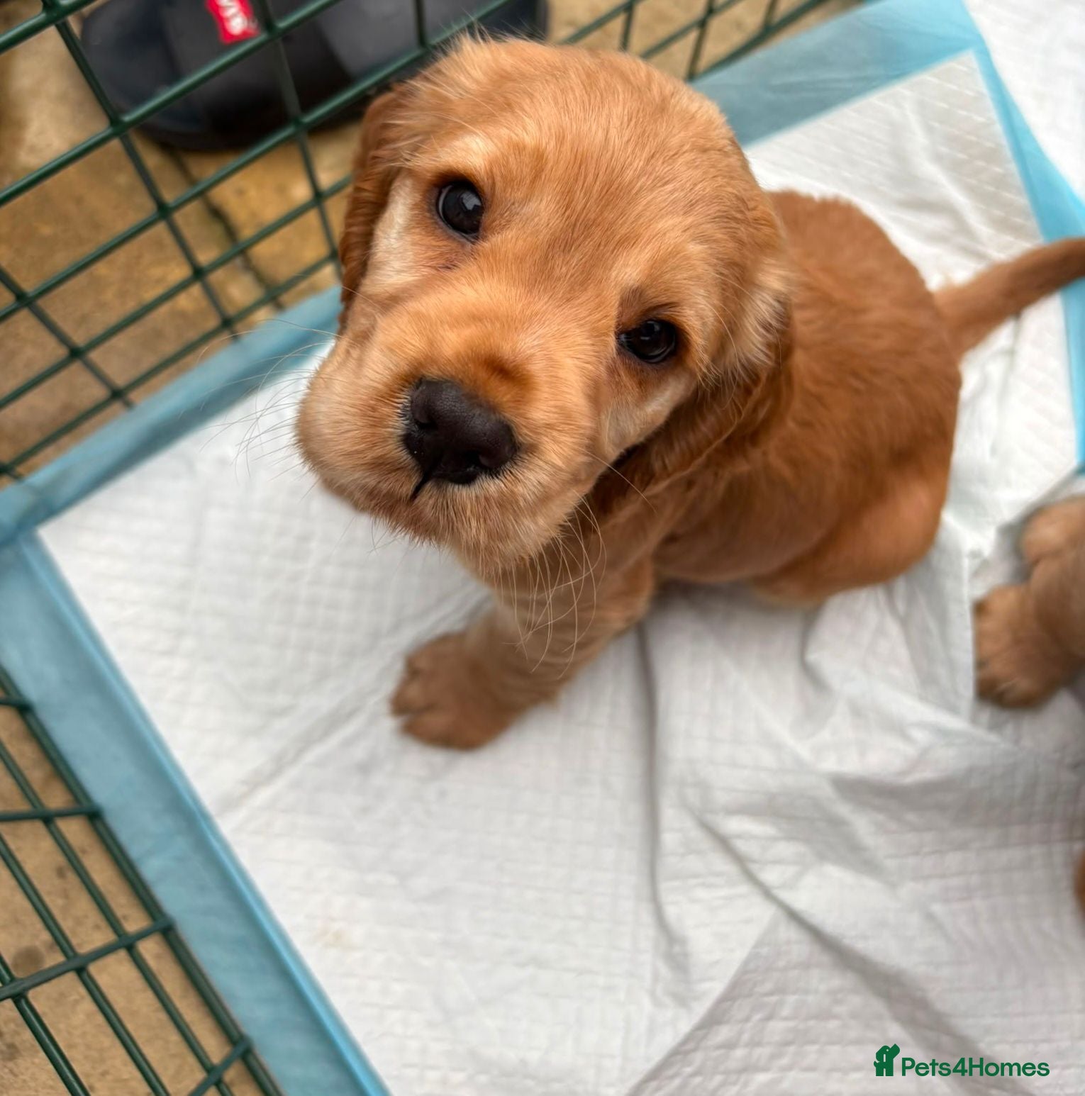 Cocker Spaniel dogs Cocker spaniels Barnsley area - Advert 2