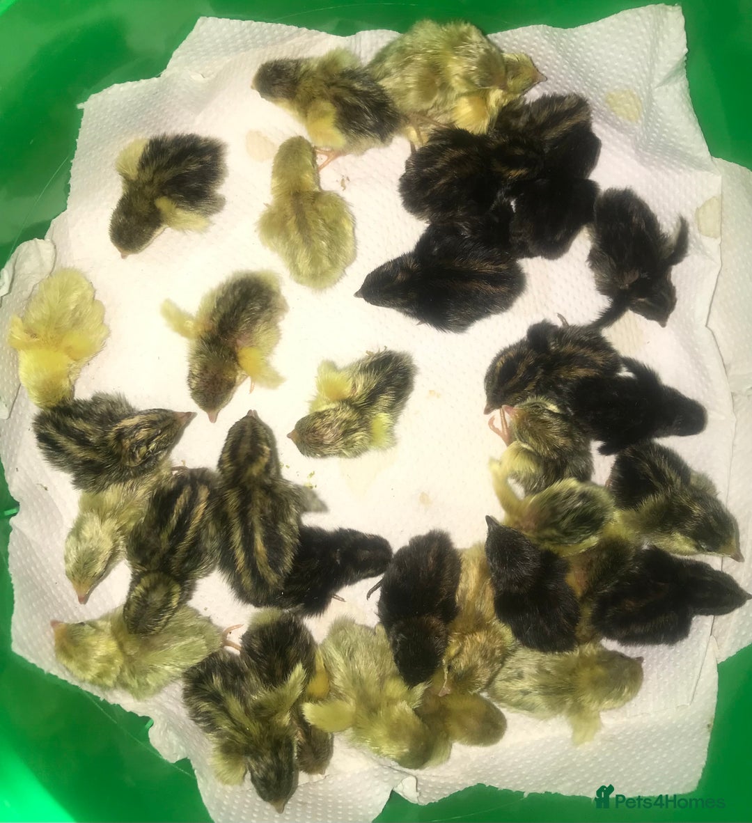 Quail poultry for sale: QUAILS CHINESE PAINTED BUTTONS ! - Advert 6