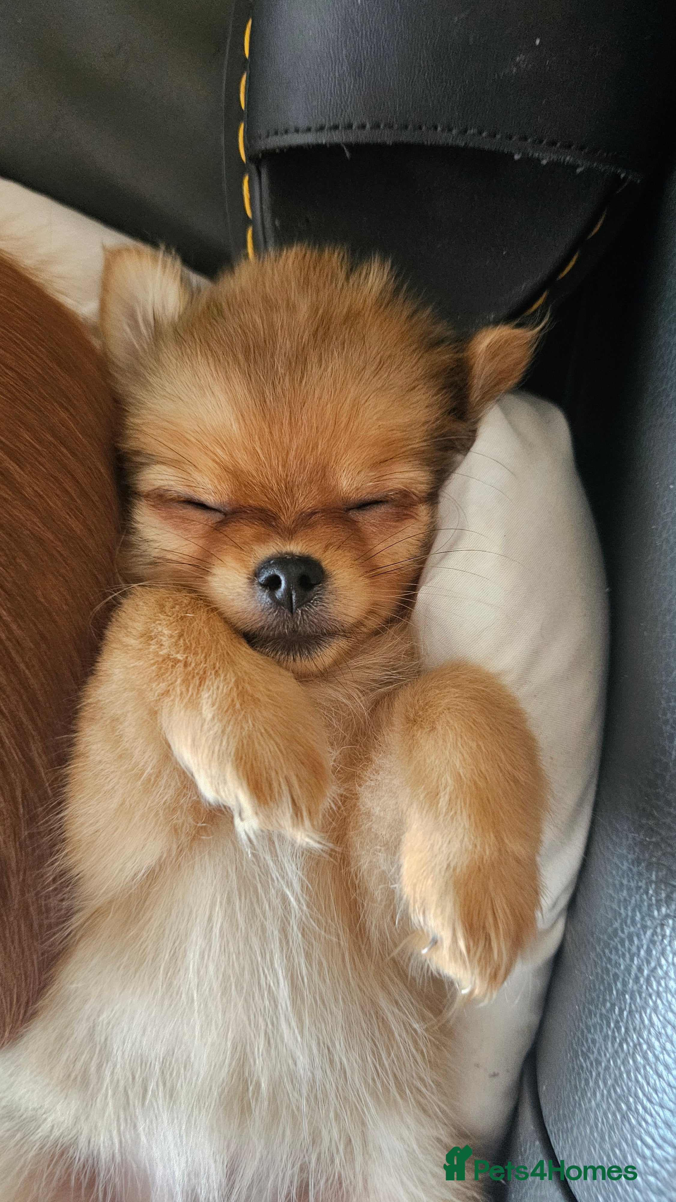 Pomchi dogs Tiny Pomchi Puppies,Raised in a Loving Family Home - Advert 2