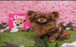 Chihuahua dogs for sale: Stunning litter of long haired Chihuahuas - Image 8
