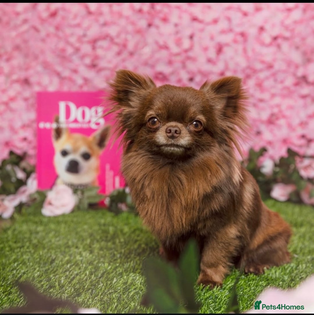 Chihuahua dogs for sale: Stunning litter of long haired Chihuahuas - Image 8