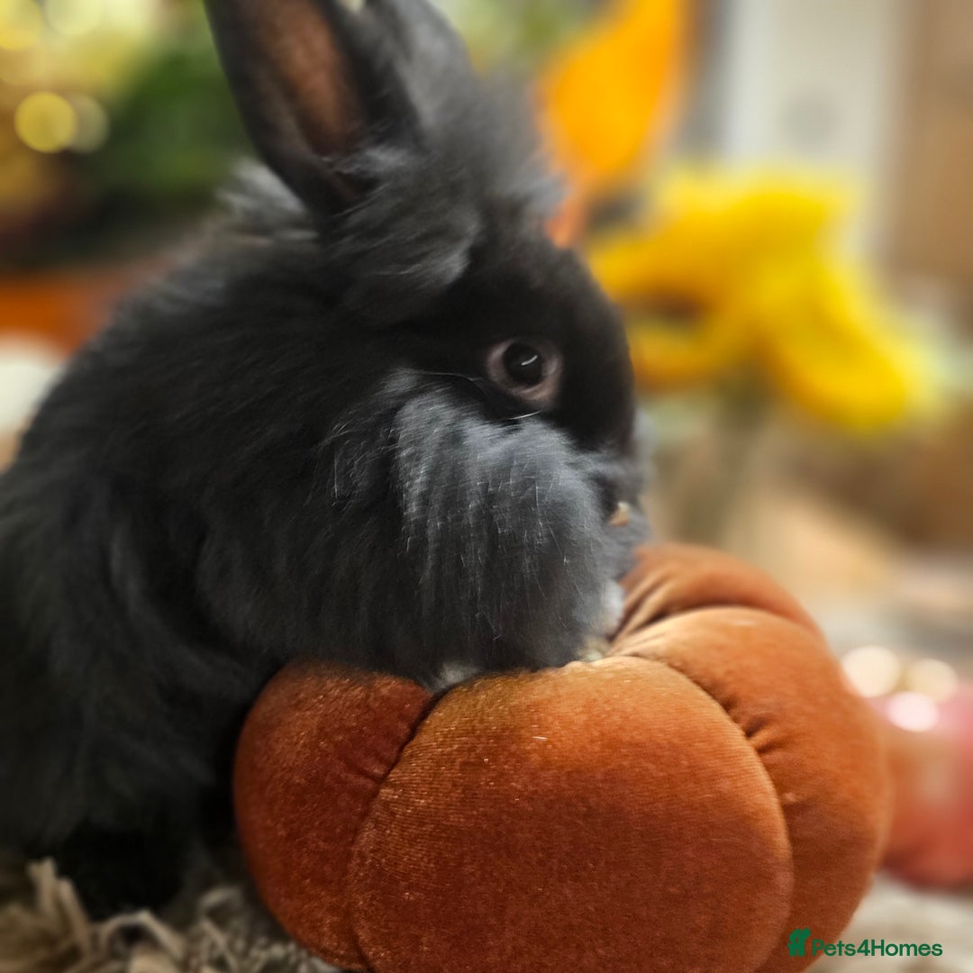 Mini Lion Lop rabbits for sale: Cute fluffy lion heads  - Image 4