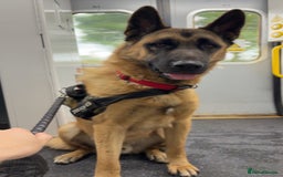 Mixed Breed dogs for sale: German Shepard x Akita (Blitz) - Image 5