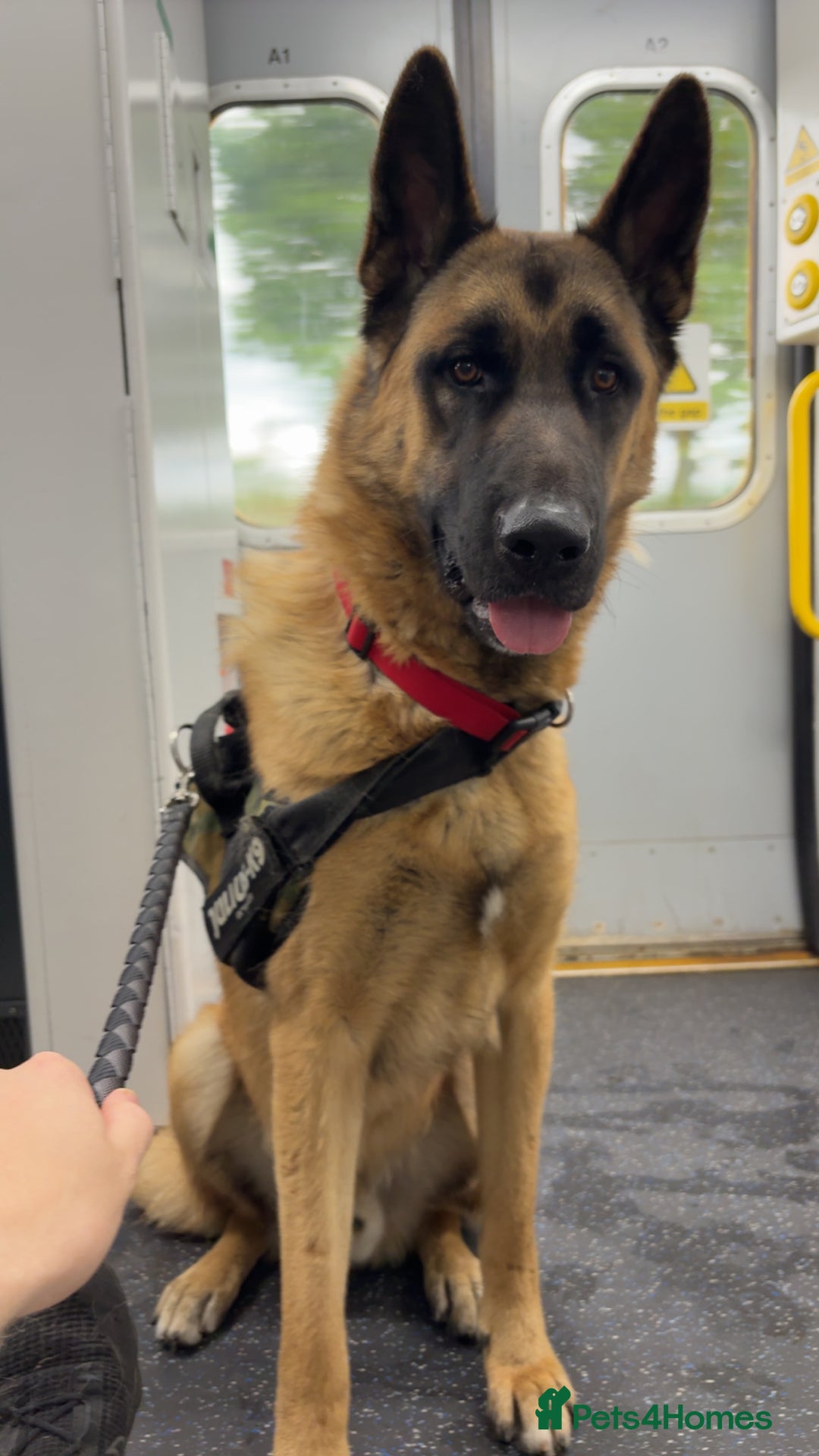 Mixed Breed dogs for sale: German Shepard x Akita (Blitz) - Image 5