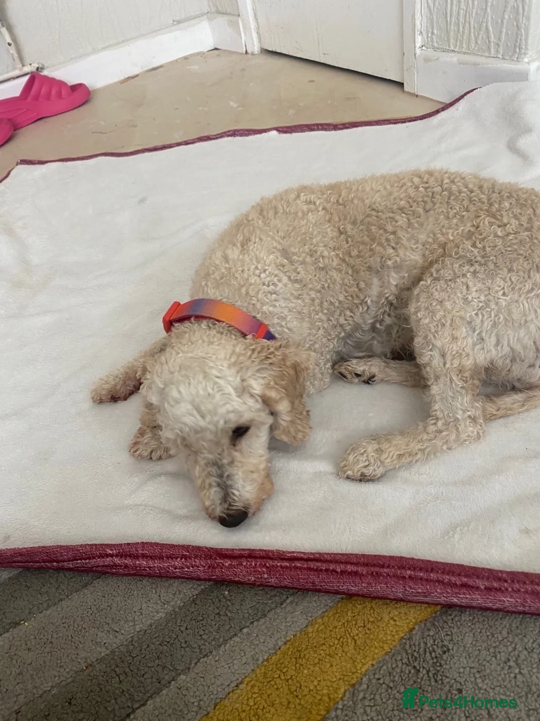 Toy Poodle dogs for sale: Beautiful poodle female  - Advert 8