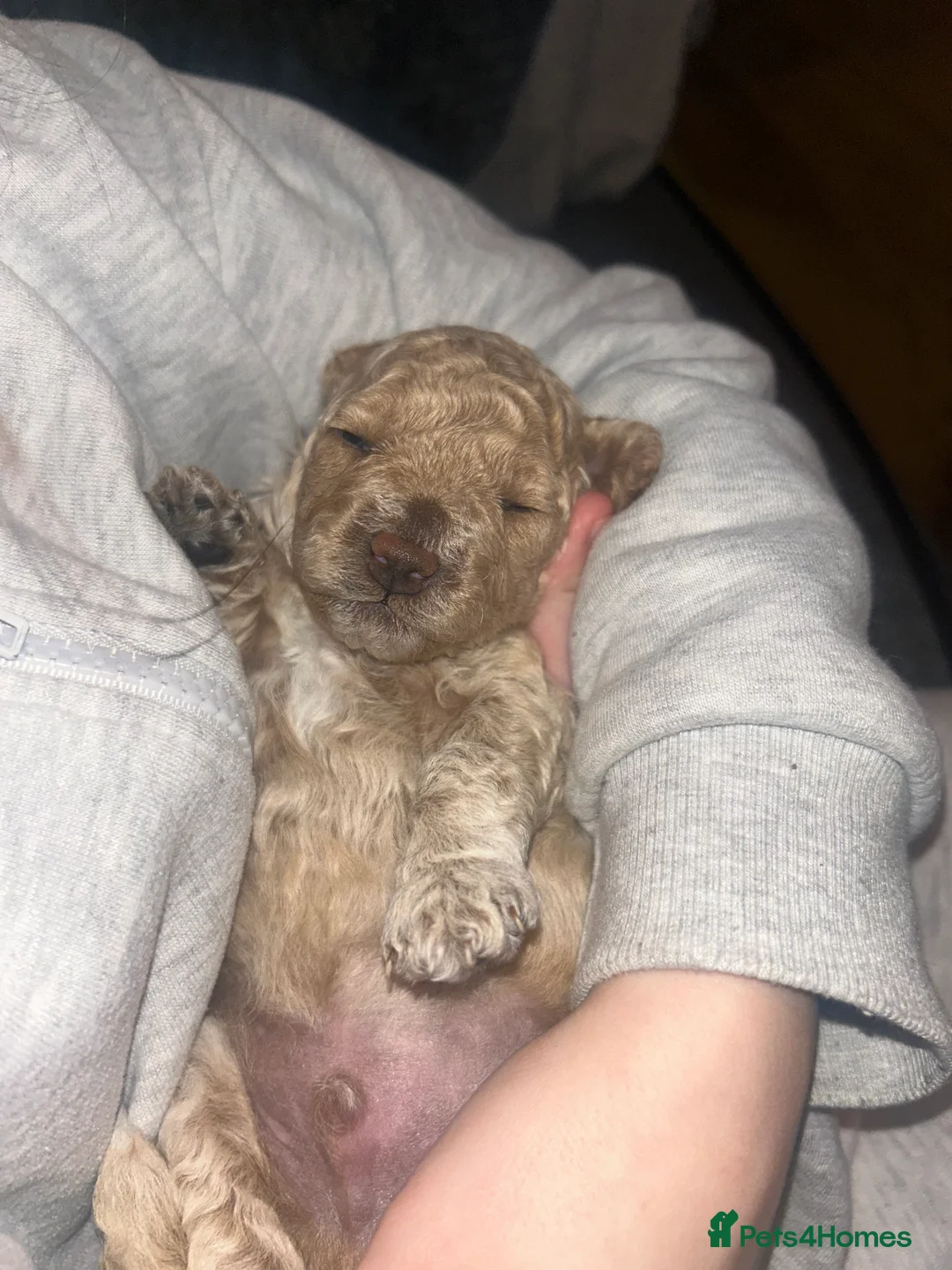 Cockapoo dogs for sale: Beautiful Cockapoos for sale - Advert 7