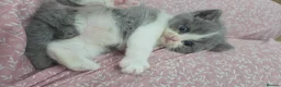 Mixed Breed cats for sale: Cute fluffy Persian kittens 😸 💖  - Advert 10