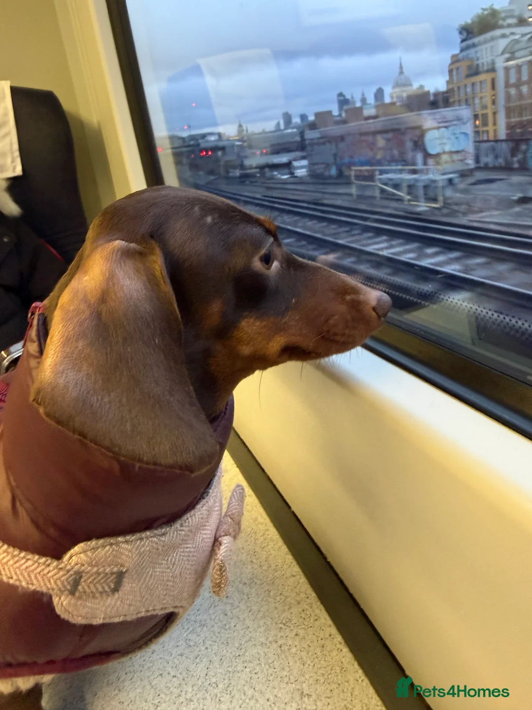 Miniature Dachshund dogs for sale: Miniature dachshund  in Purley - Advert 4