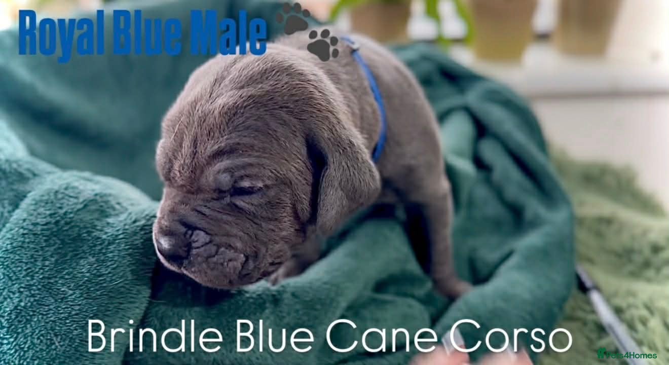 Cane Corso dogs Cane corso - Advert 1
