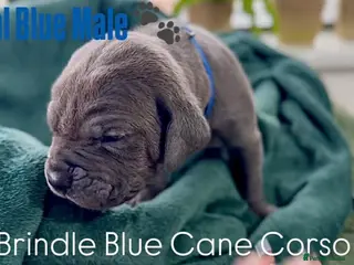 Cane Corso dogs Cane corso - Advert 1