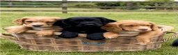 Cocker Spaniel dogs for sale: 2 Working Cocker Spaniel Boys  - Advert 1