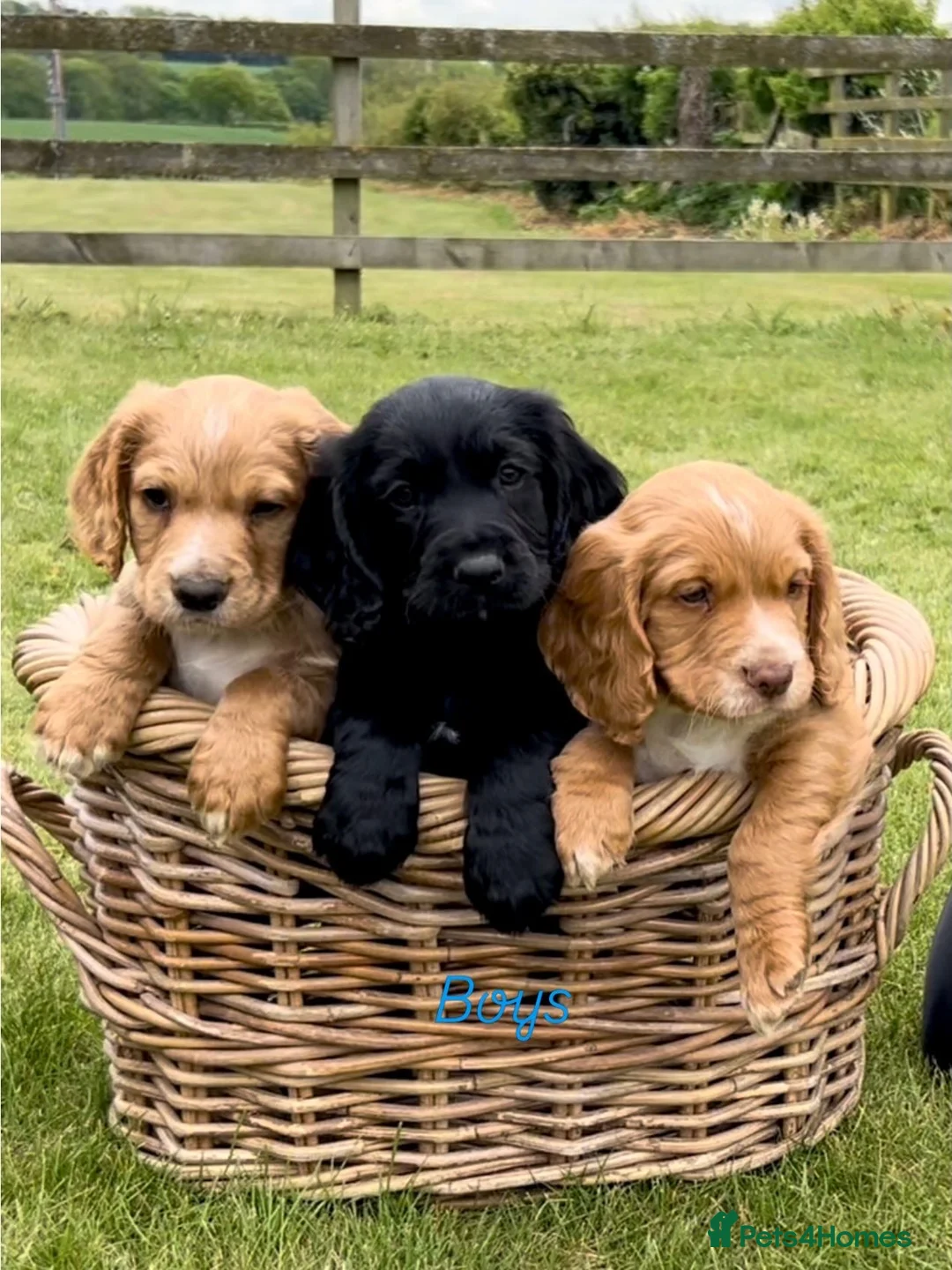 Cocker Spaniel dogs for sale: 2 Working Cocker Spaniel Boys  - Advert 1