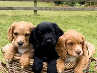 Cocker Spaniel dogs 2 Working Cocker Spaniel Boys - Advert 12