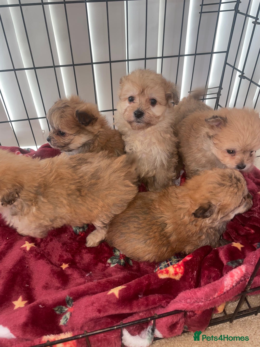 Pomapoo dogs for sale: Pomapoo puppies  - Advert 10