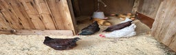 Chickens poultry for sale: Point of Lay Purebred Pullets - Advert 1