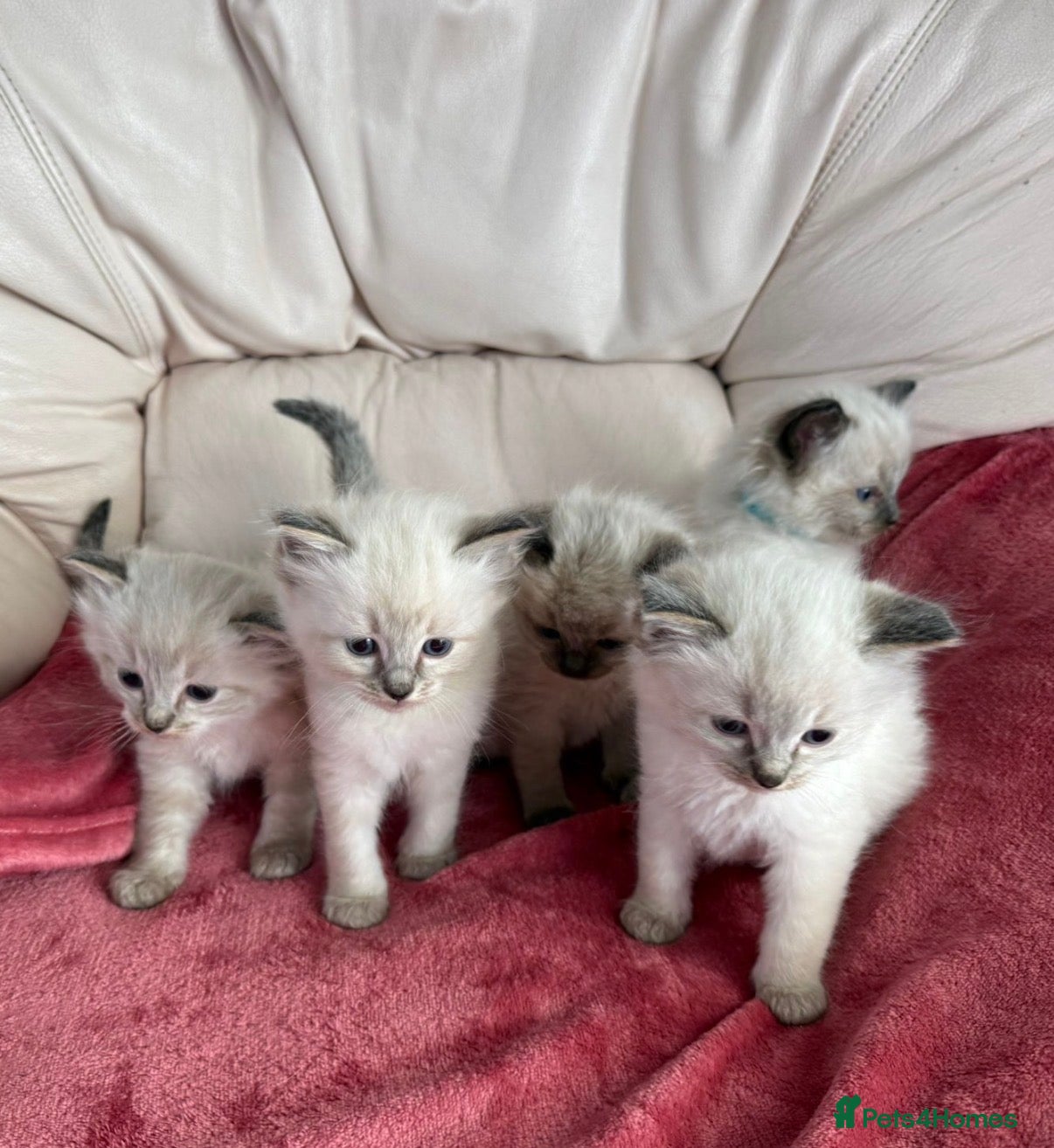 Ragdoll cats Stunning litter of ragdoll kittens  - Advert 1