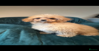 Cavapoo dogs - Advert 9