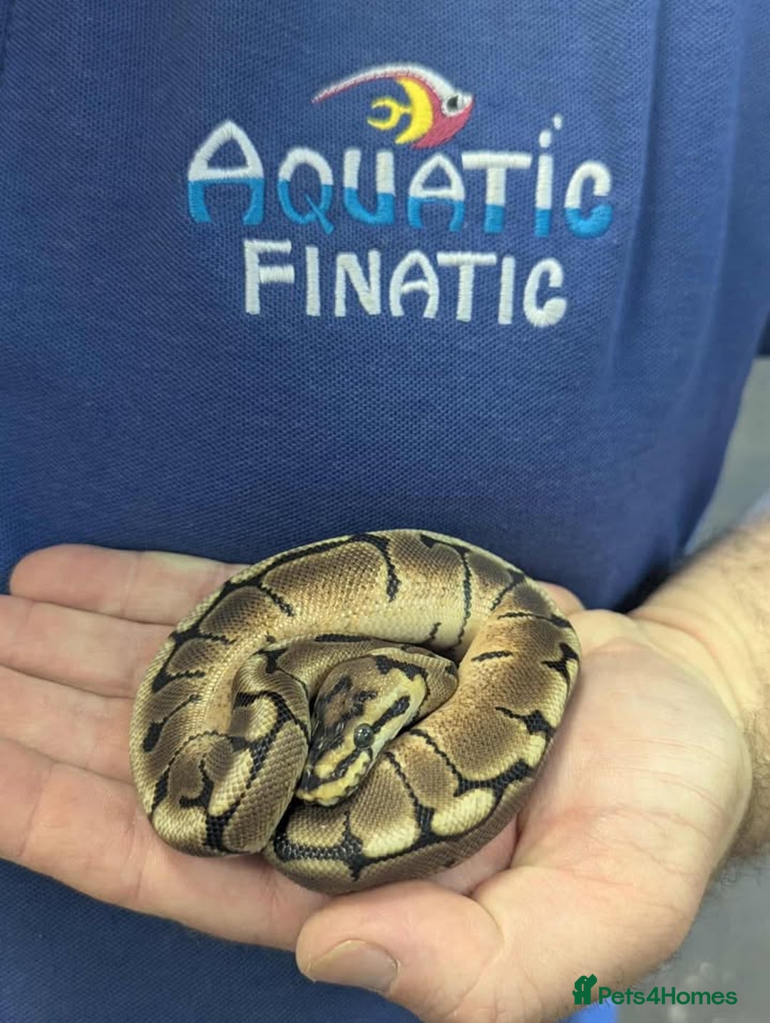 Python Snake reptiles for sale: Royal Pythons  - Image 4