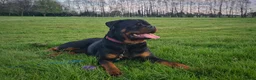 Rottweiler dogs for stud: Available stud limited time only! Serbian import - Advert 3