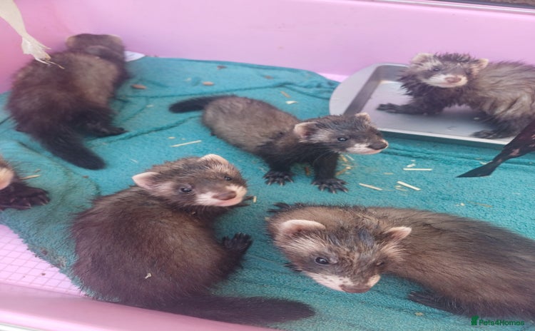 Ferret rodents in Romford - Advert 15