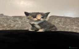 Mixed Breed cats for sale: 3/4 British shorthair - Image 3