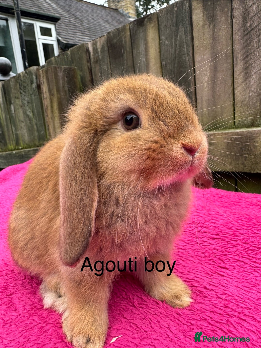 Mini Lop rabbits for sale: Friendly pure mini lops - Image 7